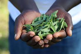 Image result for Lippia javanica