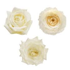 Sam's club bulk wedding flowers. Garden Roses Grower S Choice 36 Stems Flower Care Bulk Roses Flower Food