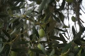 Image result for Oleaceae