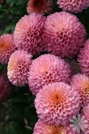 Variegated ground cover w/ purple flowers. Pin On Crysanthemum