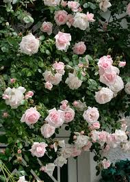 En af de mest almindelige er nu om dage at afsende til en pakkeshop, så du selv har mulighed for at hente de købte produkter den dag der passer dig. Rosen Im Halbschatten Rosen Rosen Online Kaufen Im Rosenhof Schultheis