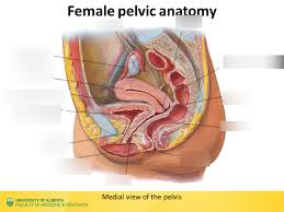 The bony pelvis & gender differences in pelvic anatomy. Lec 21 Female Pelvic Anatomy Diagram Diagram Quizlet