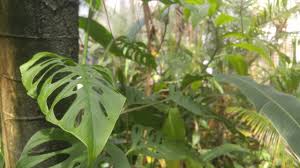 Yes, the monstera adansonii likes its soil to remain barely moist, however that's it. Daily Plant Facts Monstera Adansonii Var Laniata Is In The Family