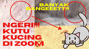 Maka dari itu penting mengetahui bagaimana cara menghilangkan kutu kucing. Mengerikan Dikira Ketombe Zoom Kutu Kucing Begini Bentuknya Youtube
