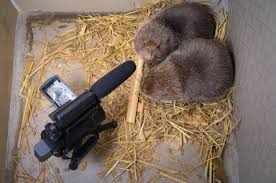 300 bellevue, wa 98005 (ca#: Rat Breeders Make A Case Against China S Wildlife Consumption Ban Supchina