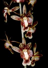 Image result for Oeceoclades saundersiana