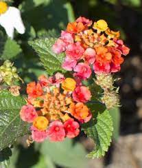 Lantana Eat The Weeds And Other Things Too