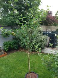 Buy from the experts at jungseed.com and create the garden you always wanted. How To Prune Columnar Apple Trees Bbc Gardeners World Magazine