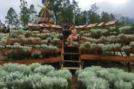 Bunganya terlihat lebih gemuk dan subur dibandingkan bunga edelweiss di alam bebas. 14 Fakta Anaphalis Javanica Si Bunga Edelweis Simbol Cinta Abadi
