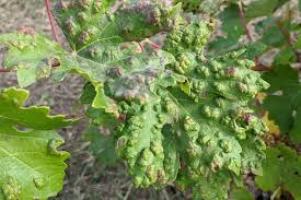 Image result for Colomerus vitis
