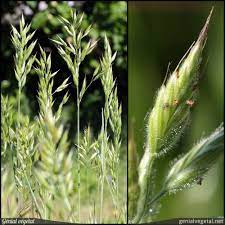 Maybe you would like to learn more about one of these? Bromus Hordeaceus Brome Mou Genial Vegetal