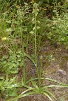 Image result for Albuca abyssinica