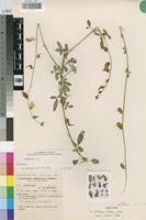 Image result for Crotalaria distans