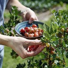 Check spelling or type a new query. Stachelbeeren Ernten Das Ist Der Richtige Zeitpunkt Mein Schoner Garten