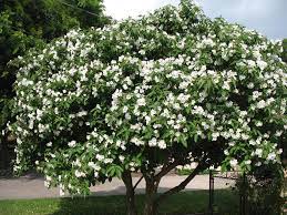 The wild olive, aka texas olive, is a member of the borage family that matures to about 20 feet in height and has a rounded crown on a short trunk. Cordia Boissieri Growing Tree Plants Olive Trees Garden