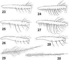 Proudly serving erlanger and the surrounding areas. Revision Of Afrotropical Delia Robineau Desvoidy 1830 Diptera Anthomyiidae With Descriptions Of Six New Species