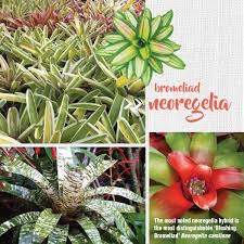 Cacti soil must not be perpetually wet or the roots will rot and possibly the entire plant. Planting And Growing Bromeliads Bromeliad Types About The Garden Magazine