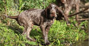 Image result for slovenský ohař hrubosrstý