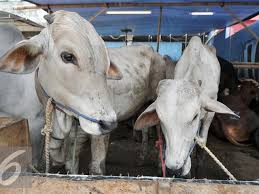 Lembu untuk dijual di pulau pinang (penanti) (1) penternak lembu bukit mertajam, fri 29/may/2020 10:55am lembu betina untuk dijual. Penjualan Hewan Kurban Turun Jelang Idul Adha 2020 Surabaya Liputan6 Com