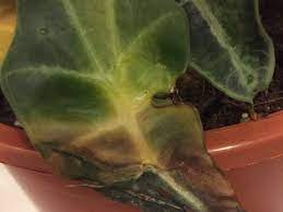 While growing elephant ear plant we face many problems including yellowing, brown leaves and broken stems. Need Help Identifying Cause Of Sickly Elephant Ear Plant