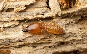 The cost of a termite inspection varies depending on the size of your home, but generally you can expect to pay between $75 and $150. Termite Control Professional Termite Extermination For Dallas Metro