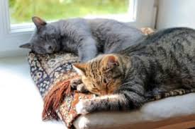 See full list on localpawpals.com Cat Sitting Services For Your Favourite Feline Housesit Match