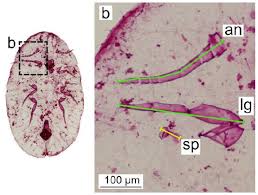 Image result for Chassalia umbraticola