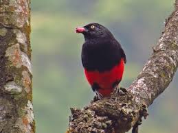 Image result for Rhynchotropis poggei