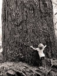 We did not find results for: Valley Of The Giants Outstanding Natural Area Bureau Of Land Management