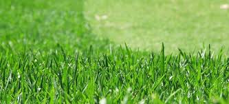 Aerating and dethatching are both highly important lawn care projects that take place around late winter through late spring. How To Grow And Maintain Kikuyu Grass Full Guide By Fantastic Gardeners