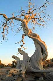 Elaine On Twitter Weird Trees Nature Tree Unique Trees