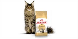 Adapun kelebihan makanan basah adalah mengandung banyak vitamin dan protein. 12 Rekomendasi Makanan Kucing Maine Coon 2021 Goldenmaze
