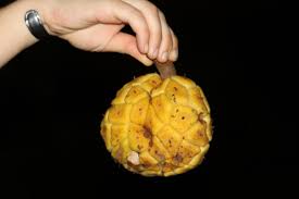 Image result for Myrianthus arboreus