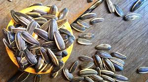Melati (jasminum sambac, ait.) adalah sebuah bunga yang memiliki wangi harum dan mempunyai banyak manfaat baik untuk kesehatan ataupun kecantikan. 10 Manfaat Kuaci Bunga Matahari Untuk Kesehatan Dan Kecantikan Koran