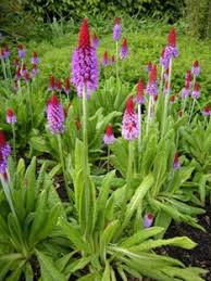 Image result for Primulaceae