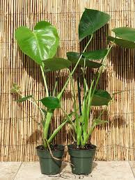 Pin On Monstera