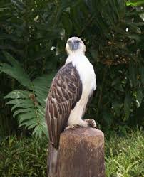 Top 50 Critically Endangered Animals In The Philippines Rare Animals Endangered Animals Extinct Animals