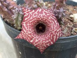 Image result for Huernia kirkii
