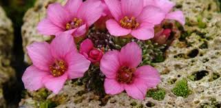 Image result for Galiniera saxifraga
