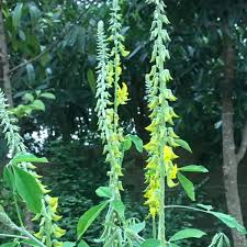 Image result for Crotalaria misella