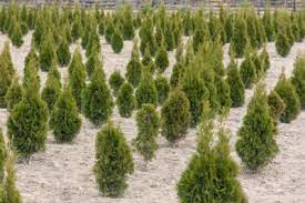 Our back yard and deck area is totally private and the 10 trees your team planted in 2005 are rich, leathery and dark green. Big Trees Establishes Privacy For Mill Creek Washington Property Big Tree Supply