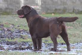 Or if you are searching for american lab breeders in michigan. Wren And Maxwell Litter Born 12 22 20 Michigan Elite Labradors