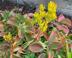 Image result for Kalanchoe crenata