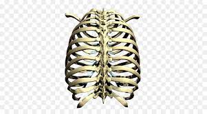 Use these free rib cage png #1159 for your personal projects or designs. Metal Background Png Download 500 500 Free Transparent Rib Cage Png Download Cleanpng Kisspng