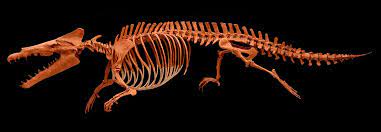 Dinosaur bones can be highlighted using eagle eye (l3 + r3). This Is Wonderful University Of Michigan Online Repository Fossils A Project Of The University Of Michigan Museum Of Paleo Fossils Paleontology Palaeontology