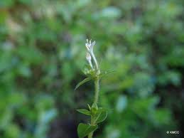 Image result for Otiophora