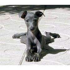 Miniature Italian Greyhound Italian Greyhound Puppies Greyhound Puppy Miniature Italian Greyhound