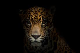 Baby Jaguar Information Animals Mom Com