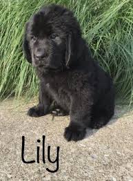 Only guaranteed quality, healthy above you will find some of the newfoundland puppies which we had for sale. Puppies For Sale Buckeye Puppies