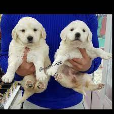 satilik golden retriever panosundaki pin